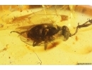 Rare Frit fly Acalyptratae. Fossil insect in Baltic amber #12474