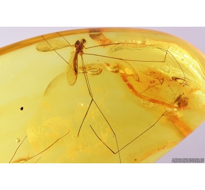 Crane fly Limoniidae Trichoneura. Fossil inclusion Baltic amber stone #12475