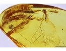 Crane fly Limoniidae Trichoneura. Fossil inclusion Baltic amber stone #12475