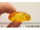 Crane fly Limoniidae Trichoneura. Fossil inclusion Baltic amber stone #12475