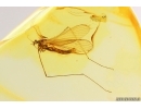 Crane fly Limoniidae Limnophilinae. Fossil inclusion Ukrainian Rovno amber #12476R