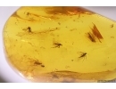 Rove beetle Staphylinidae Pselaphinae and Swarm of different Diperans. Fossil inclusions Baltic amber #12477