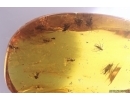 Rove beetle Staphylinidae Pselaphinae and Swarm of different Diperans. Fossil inclusions Baltic amber #12477