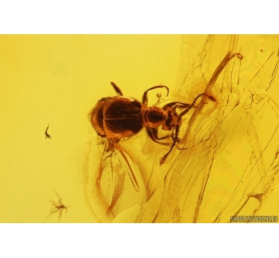 Rove beetle Staphylinidae Pselaphinae and Swarm of different Diperans. Fossil inclusions Baltic amber #12477