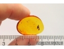False darkling beetle Melandryidae and Diptera Larva. Fossil insects Baltic amber #12536