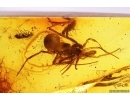 4 Antlike leaf beetles Aderidae Spider and More. Fossil inclusions Baltic amber #12537
