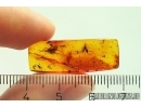4 Antlike leaf beetles Aderidae Spider and More. Fossil inclusions Baltic amber #12537