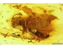 Checkered beetle Cleridae. Fossil insect in Baltic amber #12538