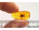Checkered beetle Cleridae. Fossil insect in Baltic amber #12538