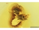 Rare Rove beetle Staphylinoidea: Ptiliidae and More. Fossil insects in Baltic amber #12541