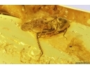 Rare Rove beetle Staphylinoidea: Ptiliidae and More. Fossil insects in Baltic amber #12541
