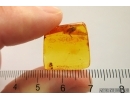 Rare Rove beetle Staphylinoidea: Ptiliidae and More. Fossil insects in Baltic amber #12541