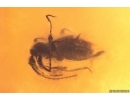 Ant-Like Stone Beetle Staphylinidae Scydmaeninae and Spider. Fossil inclusions Baltic amber #12542