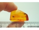Ant-Like Stone Beetle Staphylinidae Scydmaeninae and Spider. Fossil inclusions Baltic amber #12542