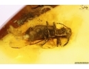 Checkered beetle Cleridae. Fossil insect in Baltic amber #12543