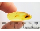 Checkered beetle Cleridae. Fossil insect in Baltic amber #12543