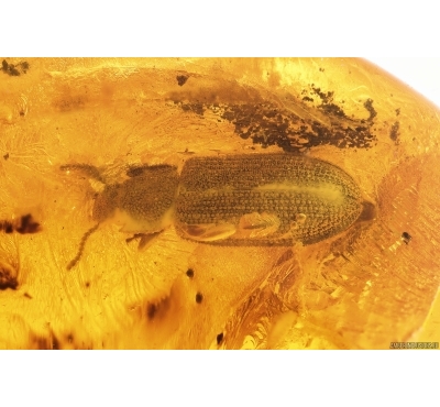 Rare Ironclad Beetle Zopheridae Xylolaemus rihardklebsi and Ant. Fossil insects Baltic amber #12545