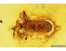 Leaf Beetle Chrysomelidae and Spider Araneae. Fossil inclusions Baltic amber stone #12547