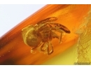 Leaf Beetle Chrysomelidae and Spider Araneae. Fossil inclusions Baltic amber stone #12547