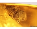 Leaf Beetle Chrysomelidae and Spider Araneae. Fossil inclusions Baltic amber stone #12547