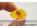 Leaf Beetle Chrysomelidae and Spider Araneae. Fossil inclusions Baltic amber stone #12547