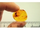 Rove beetle Staphylinidae and Spider Araneae. Fossil inclusions Baltic amber #12553
