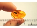 Beetle Coleoptera. Fossil insect in Baltic amber #12555