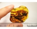 Nice Marsh Beetle Scirtidae. Fossil insect in Baltic amber #12556