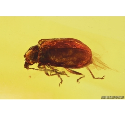 Flea Beetle Chrysomelidae: Galerucinae: Calomicrus eocenicusi. Fossil insect Baltic amber stone #12557