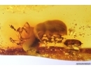 2 Leaf Beetles Chrysomelidae and Tumbling Flower Beetle Mordellidae. Fossil insects Baltic amber #12558