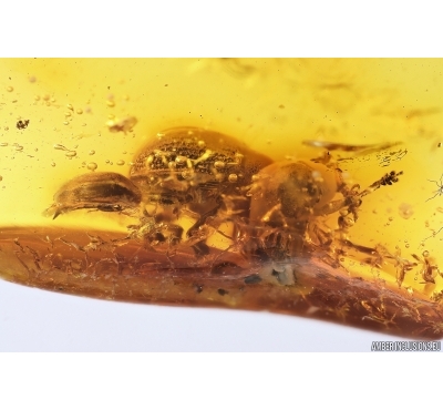 2 Leaf Beetles Chrysomelidae and Tumbling Flower Beetle Mordellidae. Fossil insects Baltic amber #12558