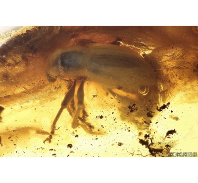 Leaf Beetle Chrysomelidae. Fossil inclusion Baltic amber #12559