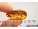 Leaf Beetle Chrysomelidae. Fossil inclusion Baltic amber #12559