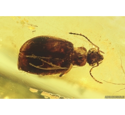 Ground beetle Carabidae. Fossil insect in Baltic amber #12566