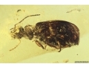 Ground beetle Carabidae. Fossil insect in Baltic amber #12566