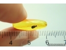 Ground beetle Carabidae. Fossil insect in Baltic amber #12566