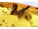 Ground beetle Carabidae, 2 Silverfishes Lepismatidae, Spider and Ants. Fossil insects Baltic amber #12568