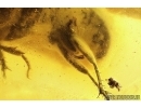 Ground beetle Carabidae, 2 Silverfishes Lepismatidae, Spider and Ants. Fossil insects Baltic amber #12568
