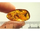 Ground beetle Carabidae, 2 Silverfishes Lepismatidae, Spider and Ants. Fossil insects Baltic amber #12568