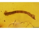 Interesting Dipterans larvae. Fossil insects in Baltic amber #12571