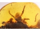 Interesting Dipterans larvae. Fossil insects in Baltic amber #12571