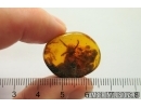 Interesting Dipterans larvae. Fossil insects in Baltic amber #12571