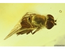 Nice Hover Fly Syrphidae. Fossil inclusion in Baltic amber #12573
