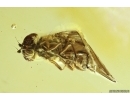 Nice Hover Fly Syrphidae. Fossil inclusion in Baltic amber #12573