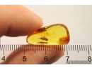 Nice Hover Fly Syrphidae. Fossil inclusion in Baltic amber #12573