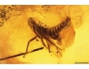 Nice Dance fly Empididae, Leafhopper nymph and More. Fossil inclusions Baltic amber #12574