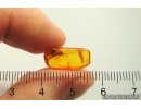 Caddisfly Trichoptera. Fossil insect in Baltic amber #12576