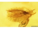 Two Caddisflies Trichoptera. Fossil insects in Baltic amber #12577