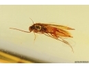 Nice Caddisfly Trichoptera. Fossil insect in Ukrainian Rovno amber #12578R