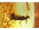 Stonefly Plecoptera. Fossil insect in Baltic amber #12579